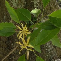 Magnolia champaca (L.) Baill. ex Pierre